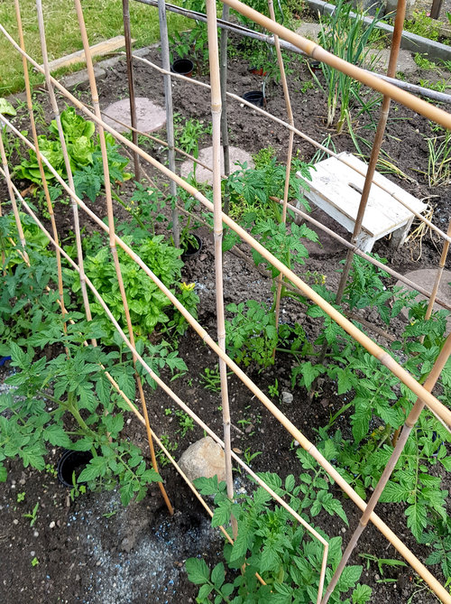 So sieht mein DIY-Tomatengerüst aus.