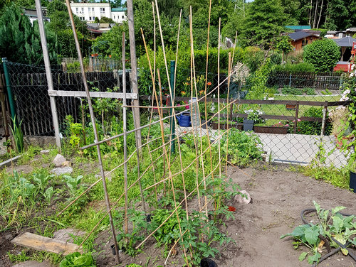 Mein DIY-Tomatengerüst in der Kleingartenanlage.