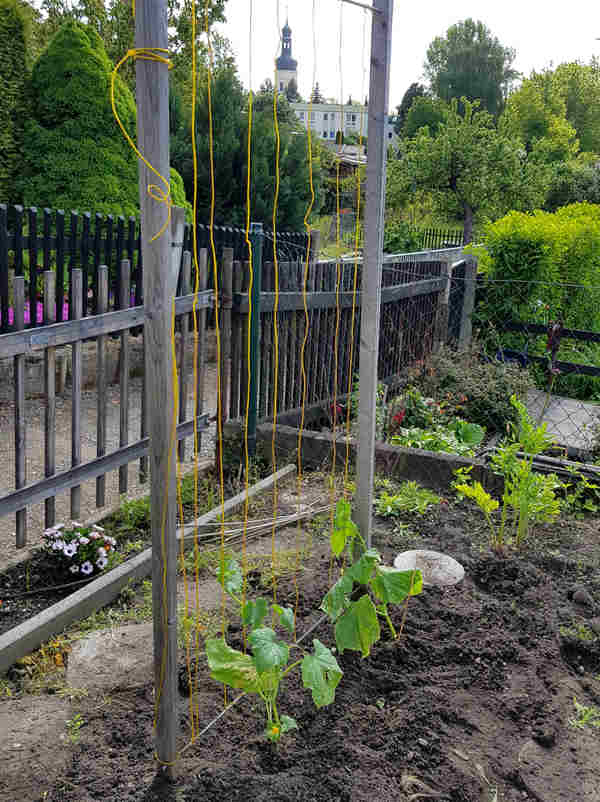 Ein einfaches selbstgebautes Gurkengerüst. Das kann jede*r selber bauen.