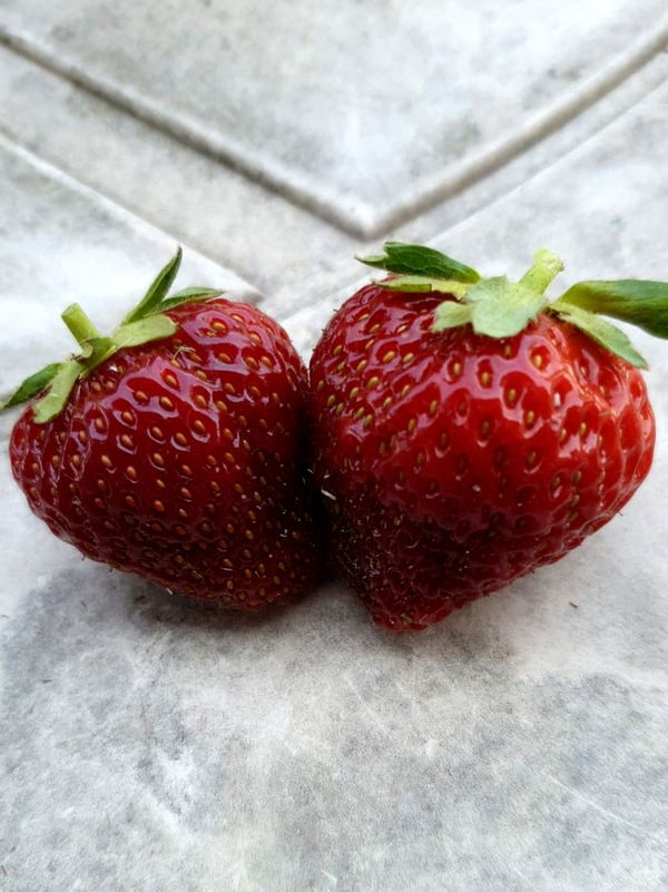 Frische Erdbeeren für die Erdbeer-Rhabarber-Basilikum-Balsamico-Marmelade.